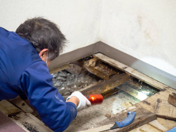 Mold Testing and Removal in Cuba, MO