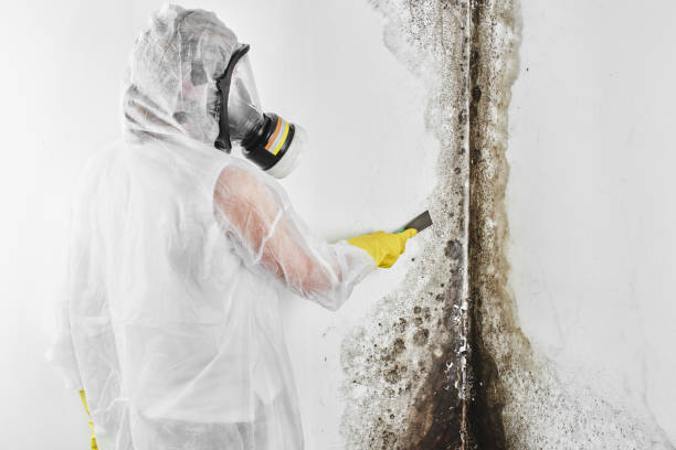 Best Attic Mold Removal  in Cuba, MO