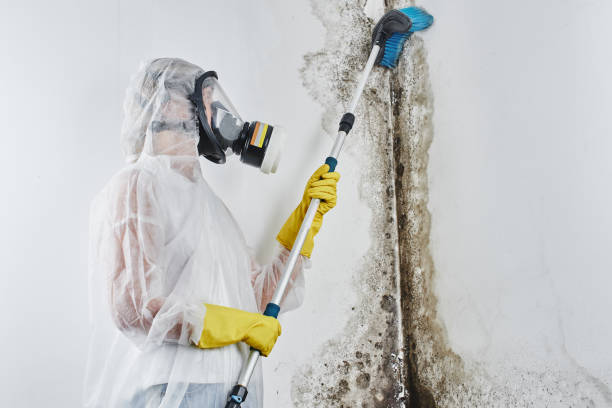 Best Mold Damage Repair  in Cuba, MO