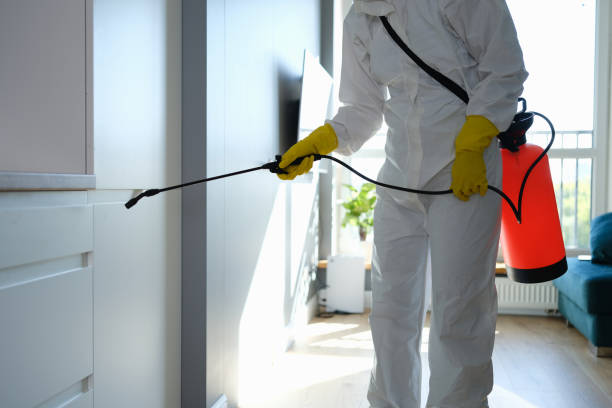 Best Same-Day Mold Removal  in Cuba, MO