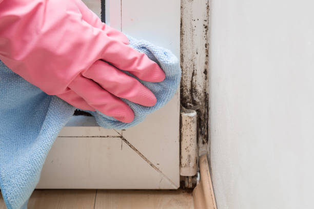 Mold Removal and Inspection in Cuba, MO