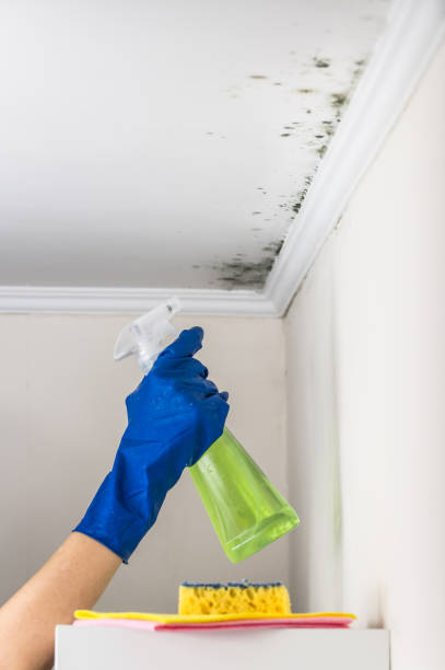 Best Residential Mold Removal  in Cuba, MO